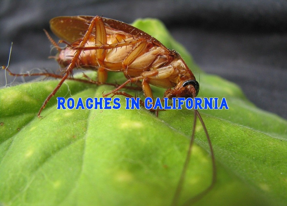 roaches in california