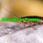 roaches in florida