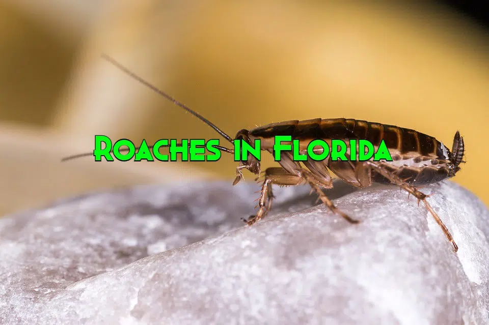 roaches in florida