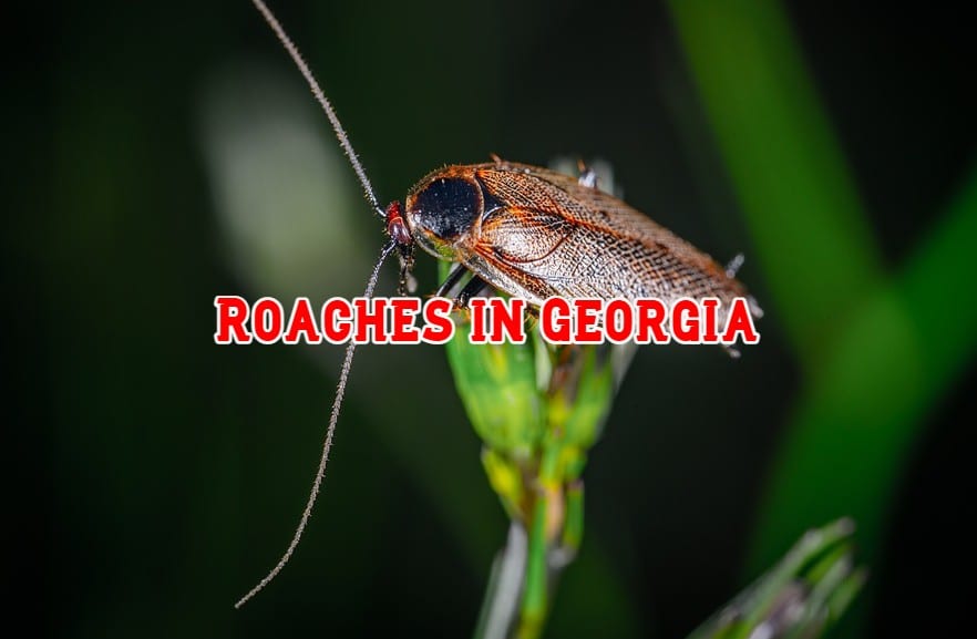 18 Common Roaches In (With Pictures)