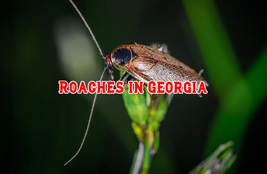 roaches in georgia