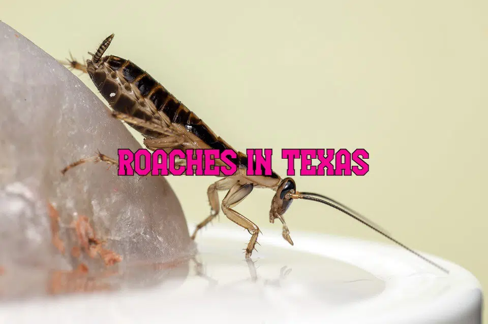 roaches in texas
