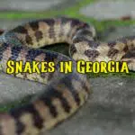 snakes in georgia