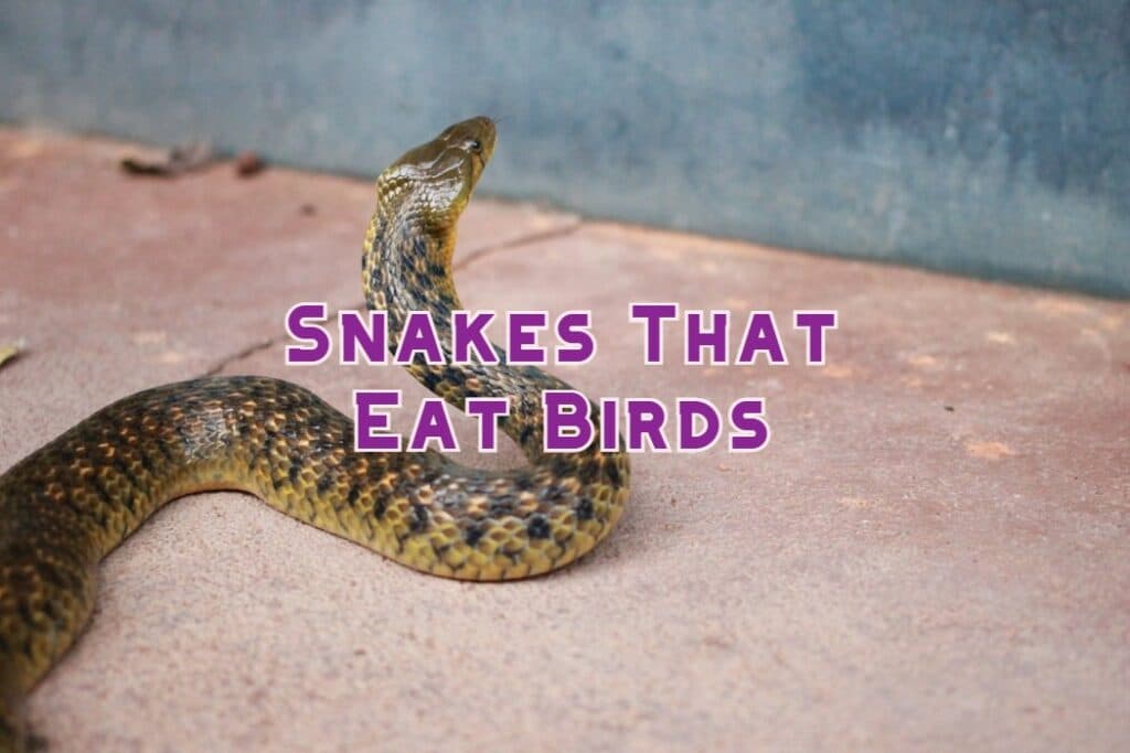 snakes that eat birds
