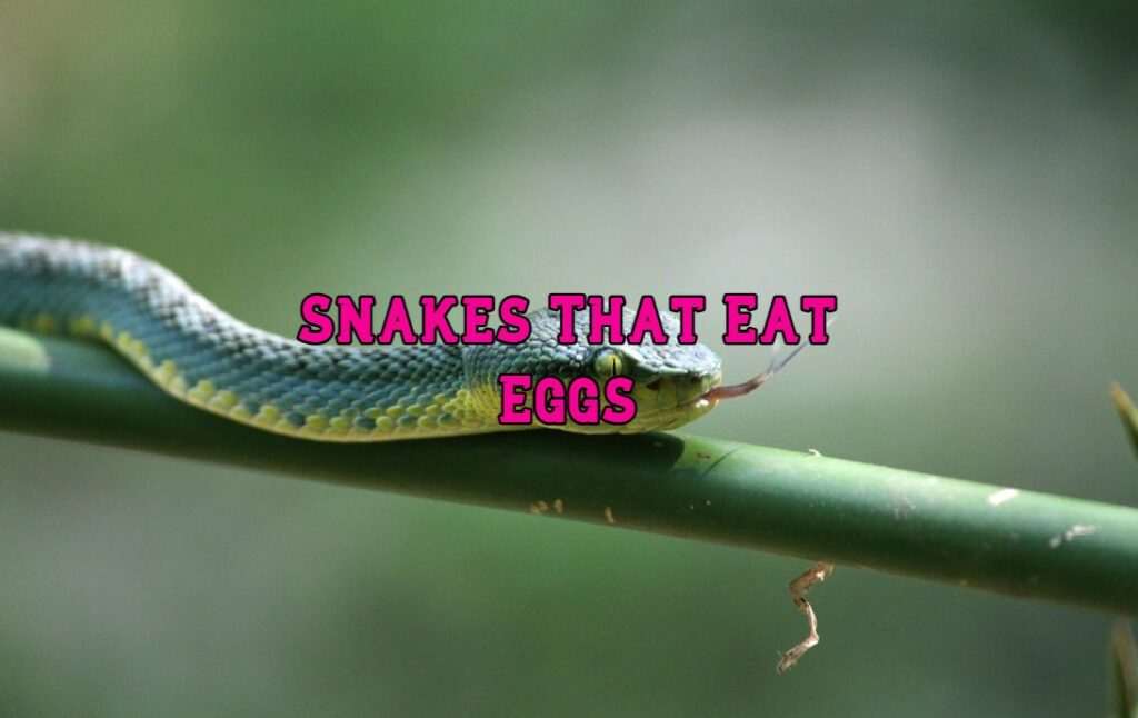 snakes that eat eggs