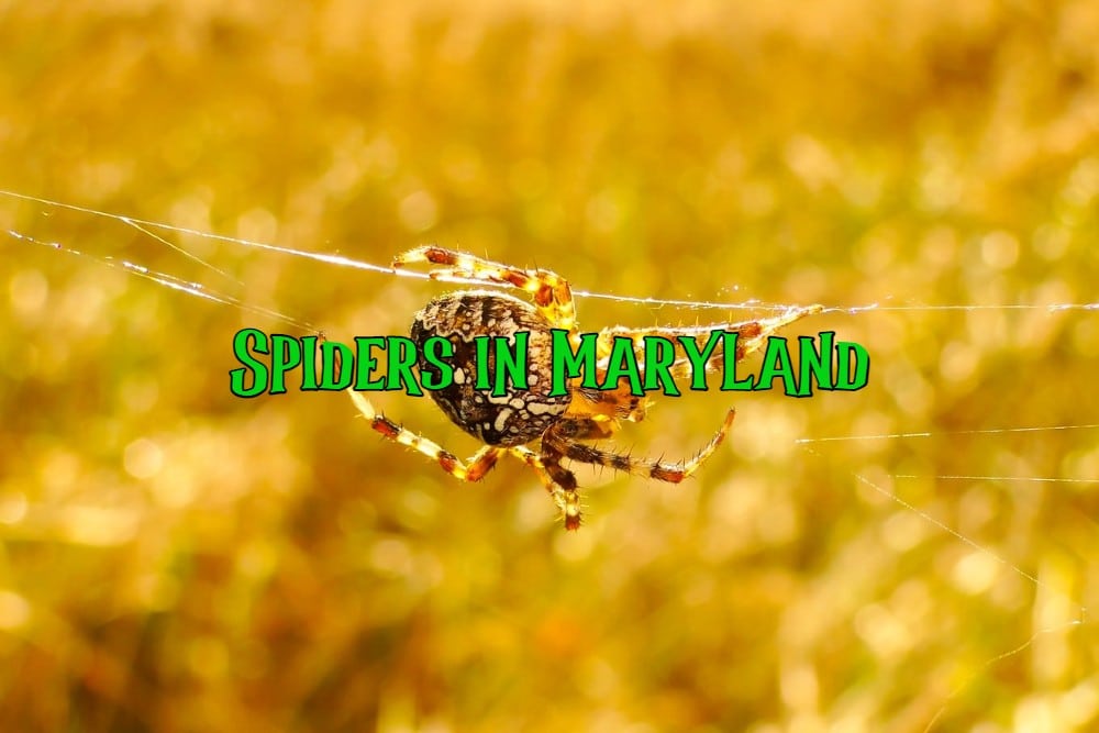 spiders in Maryland