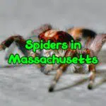 spiders in Massachusetts