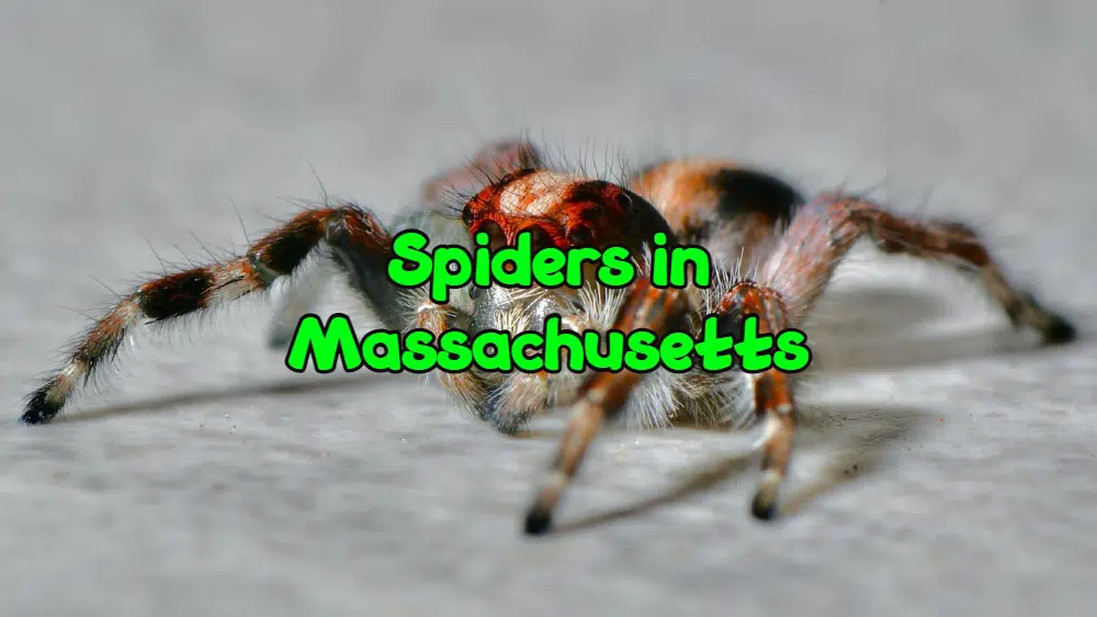 spiders in Massachusetts
