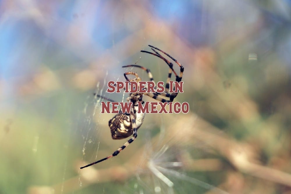 spiders in new mexico
