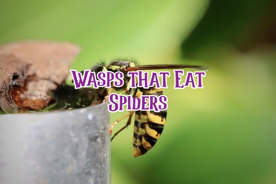wasps that eat spiders