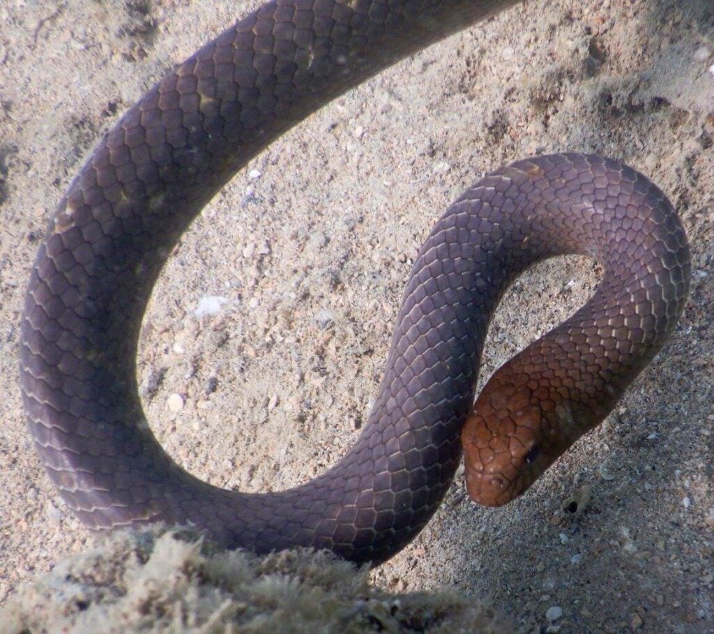 Aipysurus laevis