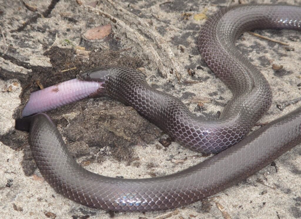 Amblyodipsas polylepis