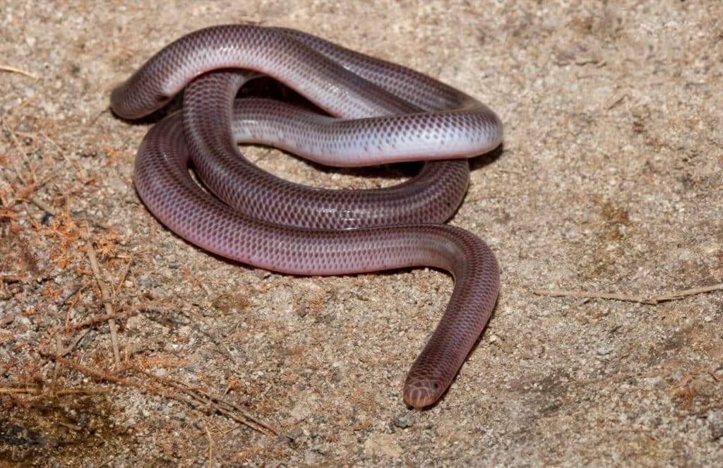 Anilios nigrescens