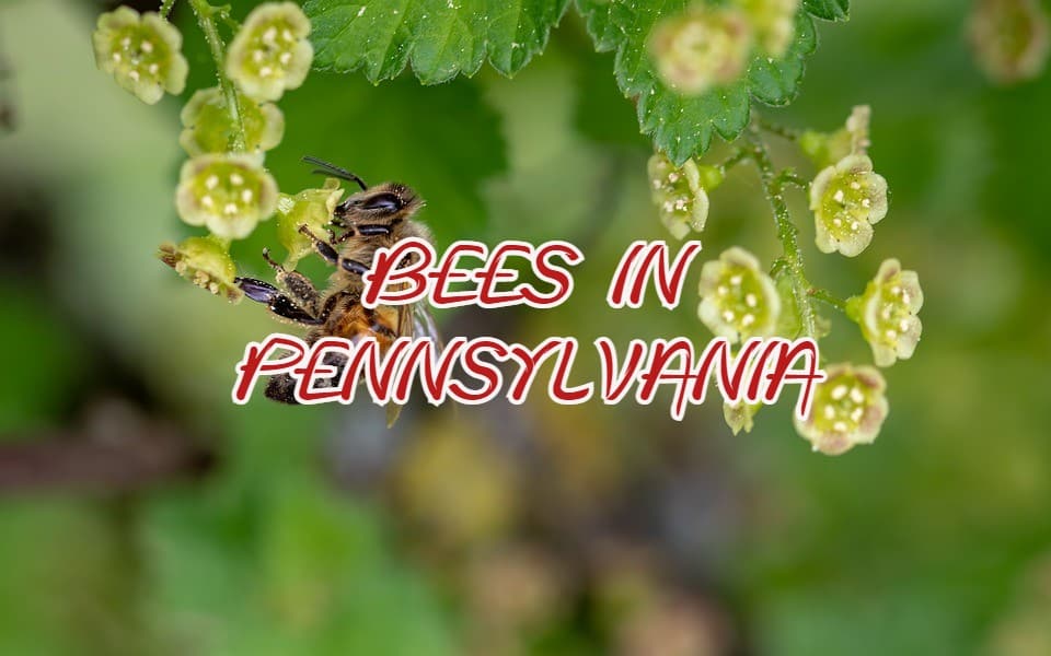 Bees in Pennsylvania