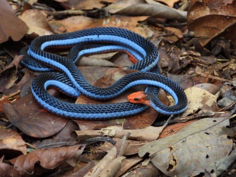 are-there-blue-snakes-13-blue-snakes-in-the-world-with-pictures