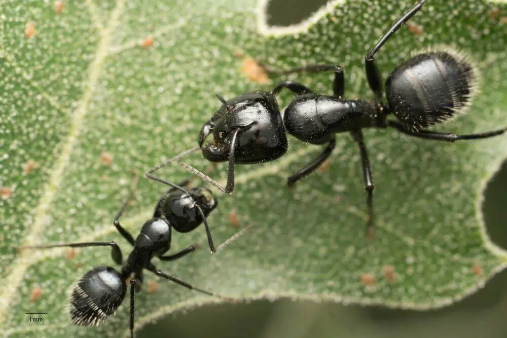 Camponotus laevissimus