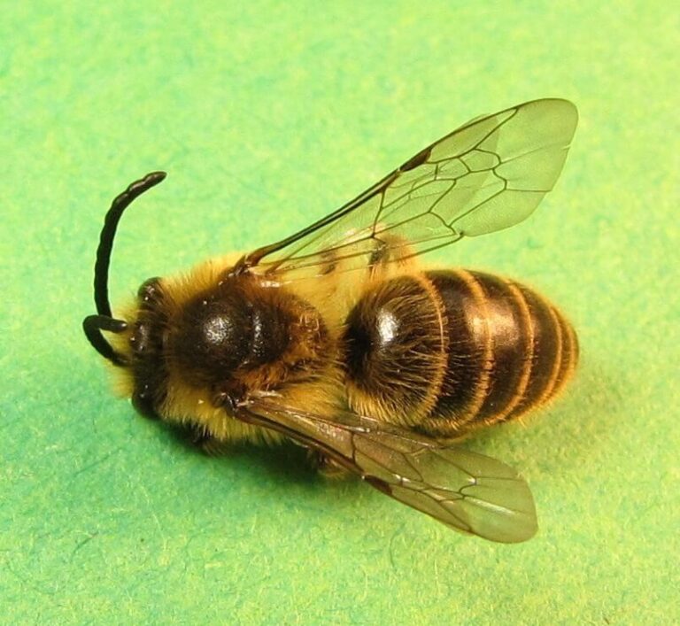 27 Common Bees in Virginia (with Photos)