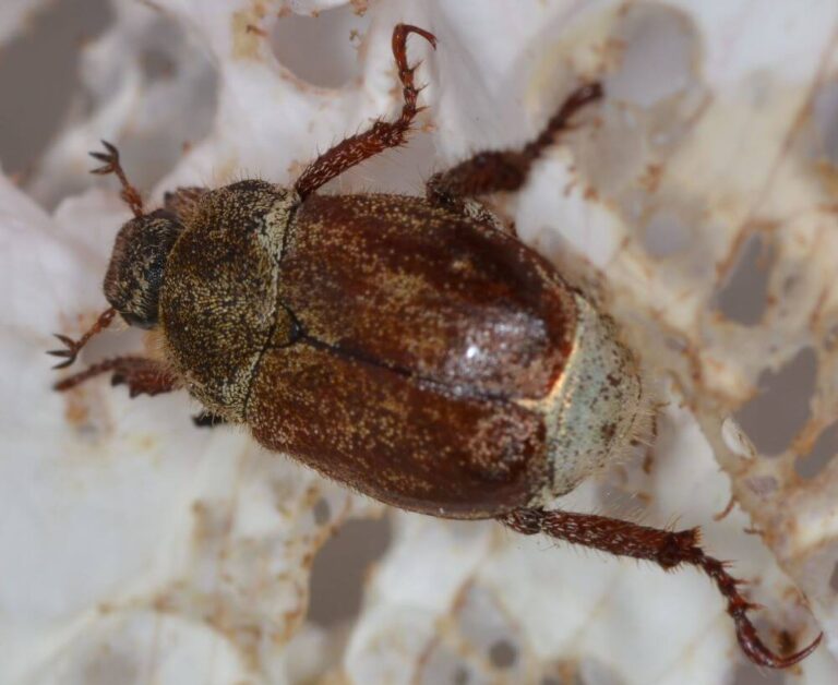 12 Beetles That Eat Roses (& How To Get Rid Of Them)