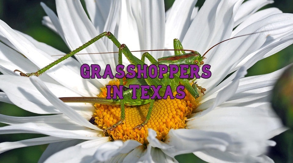 Grasshoppers in Texas
