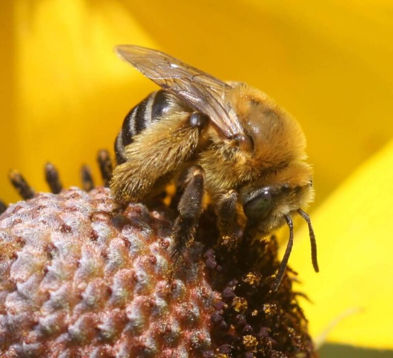 37 Common Bees in Minnesota (with Pictures)