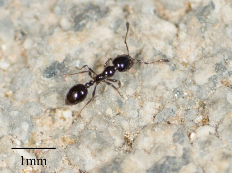 19 Common Ants in California (with Pictures)