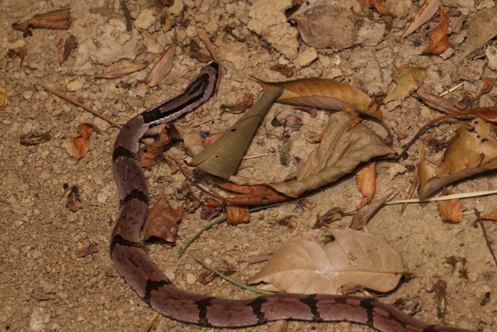 Pseudoxenodon bambusicola