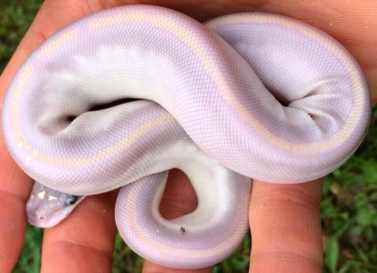 Are There Purple Snakes Beautiful Purple Snakes With Pictures