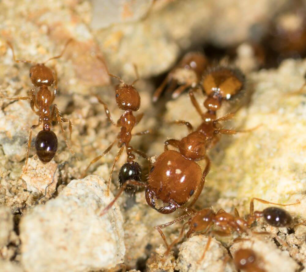 19 Common Ants In California (with Pictures)