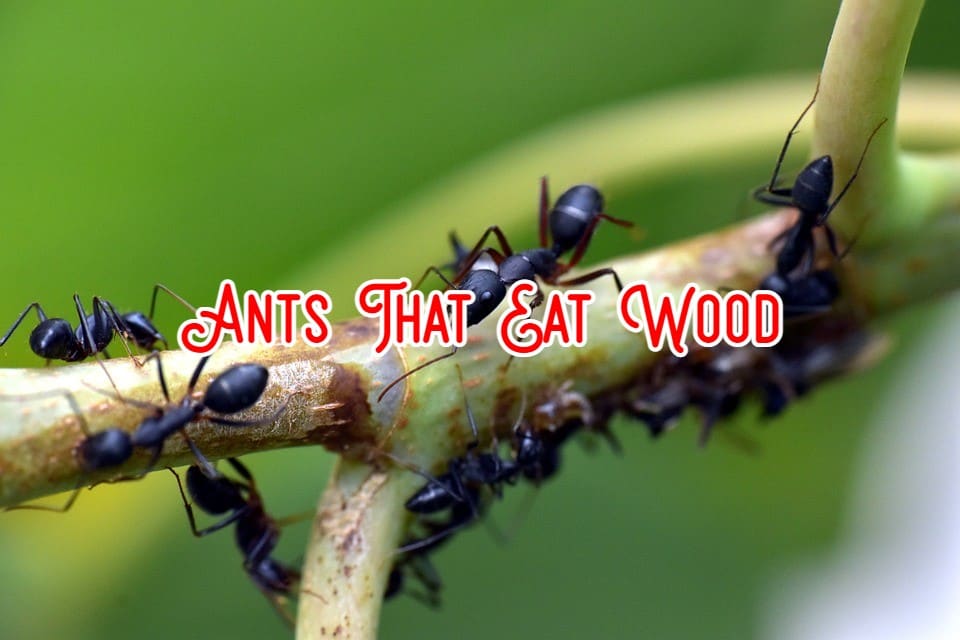 ants that eat wood