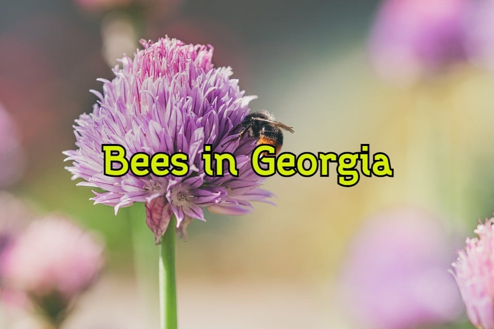 36 Common Bees in (with Pictures)