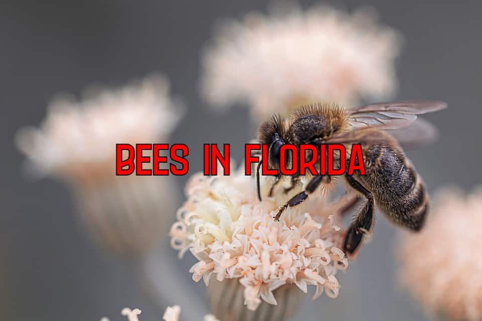 bees in florida