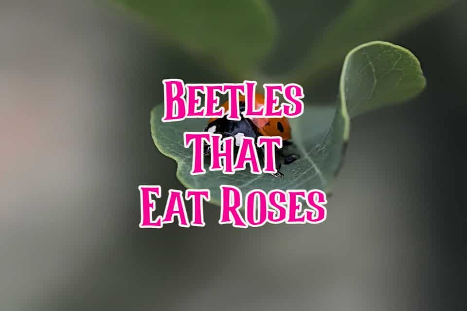 beetles that eat roses