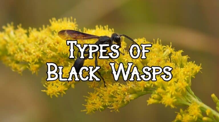 black wasps