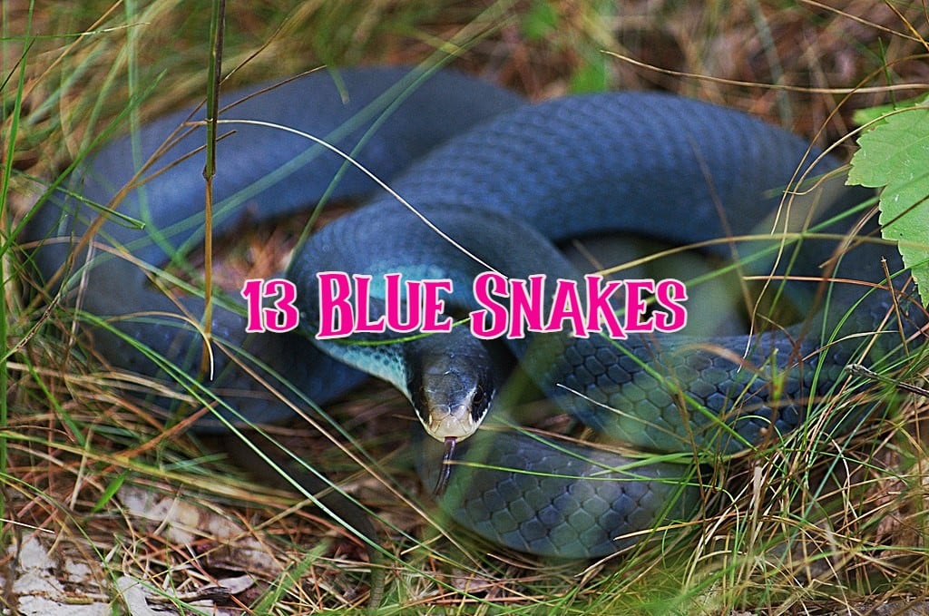 blue snakes
