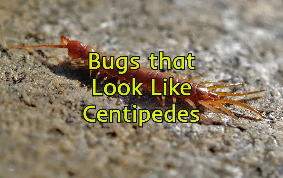 bugs that look like centipedes