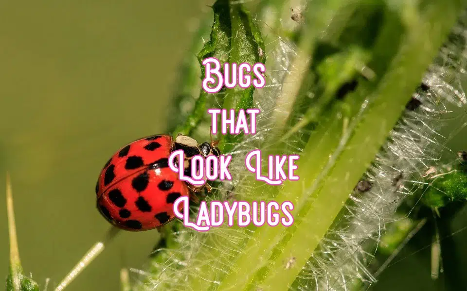bugs that look like ladybugs