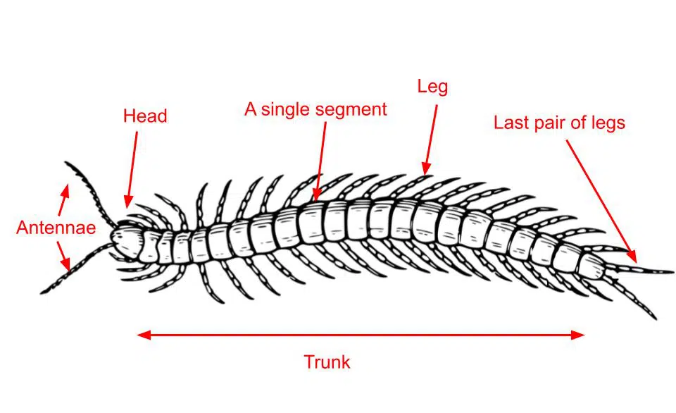 centipede anatomy
