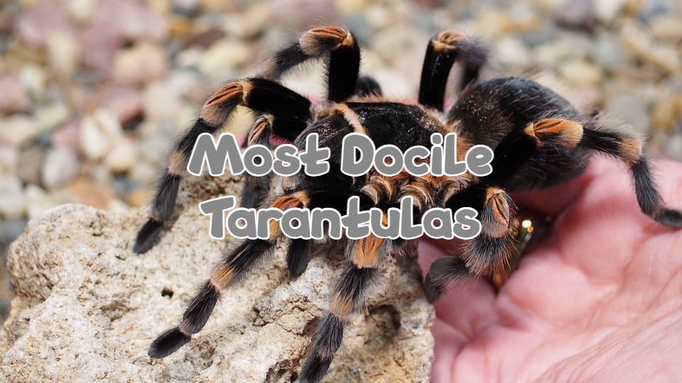 most docile tarantulas