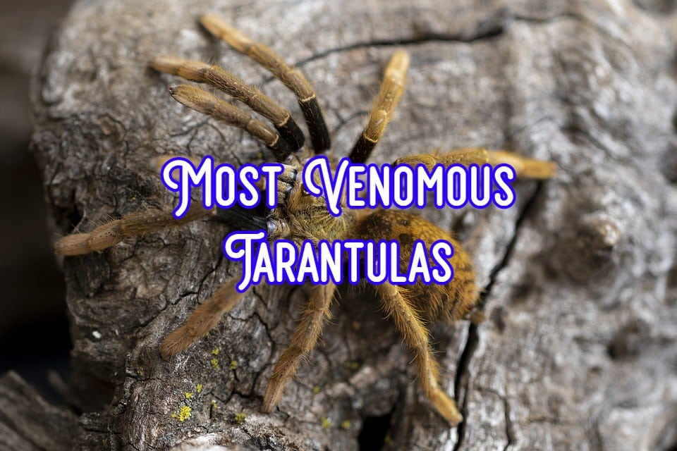 most venomous tarantulas