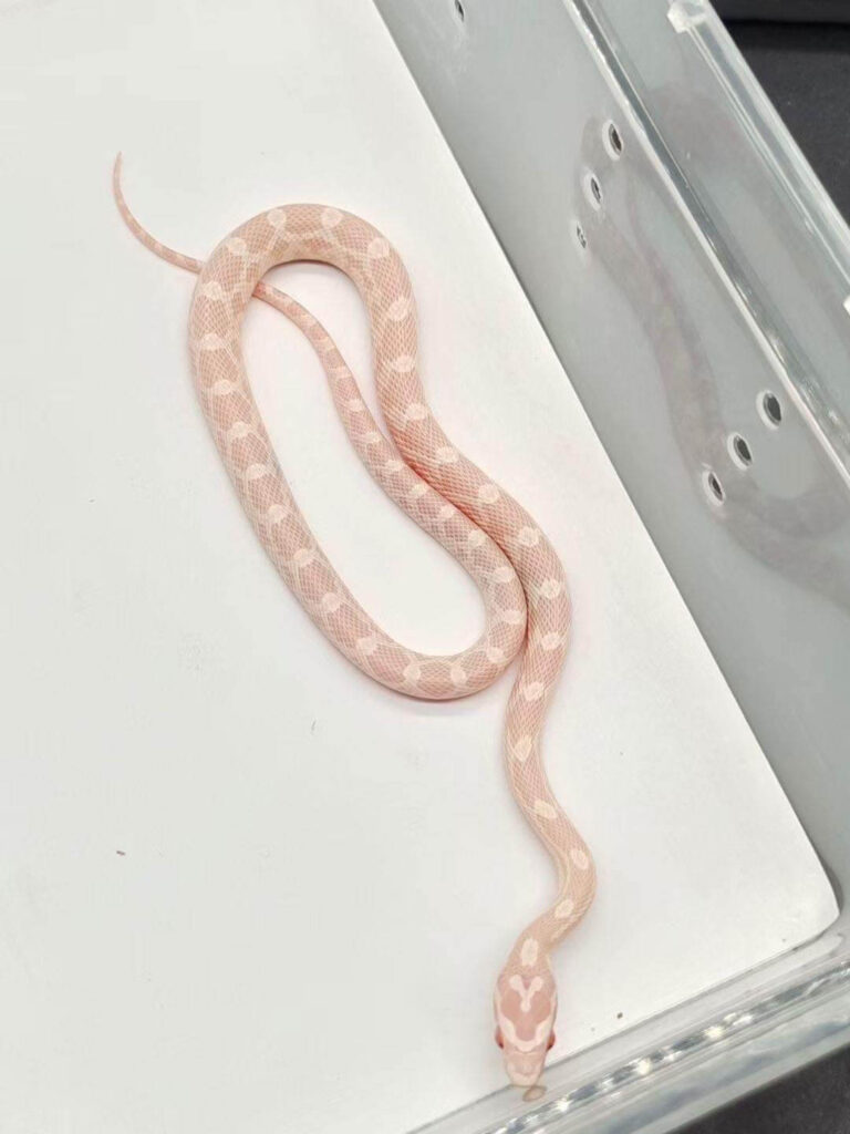 pink corn snake