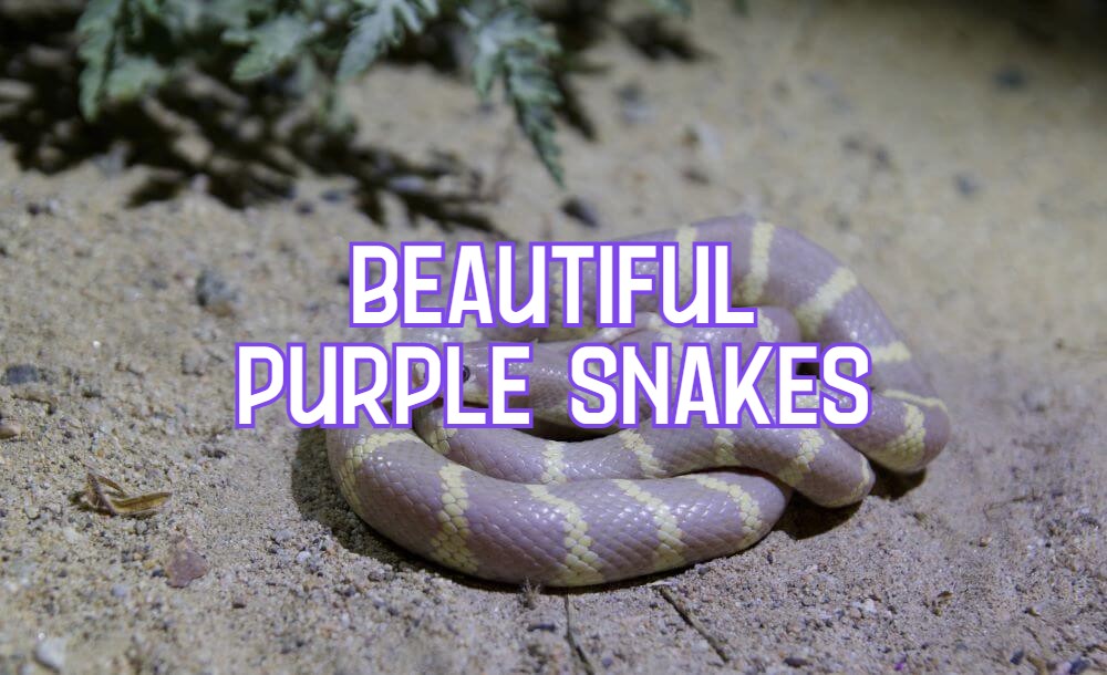 purple snakes