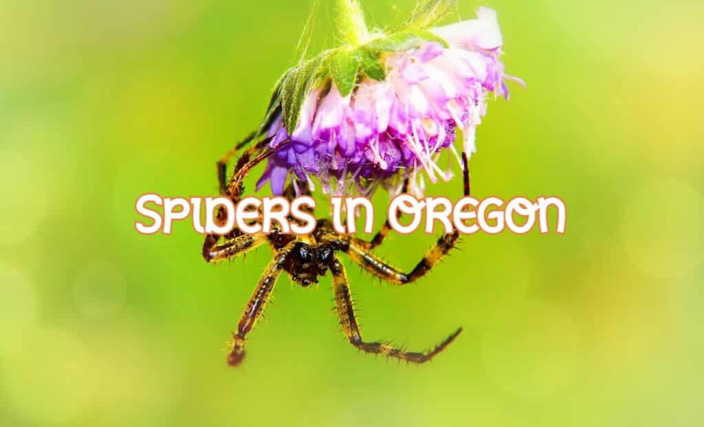 spiders in Oregon