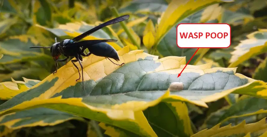 wasp poop