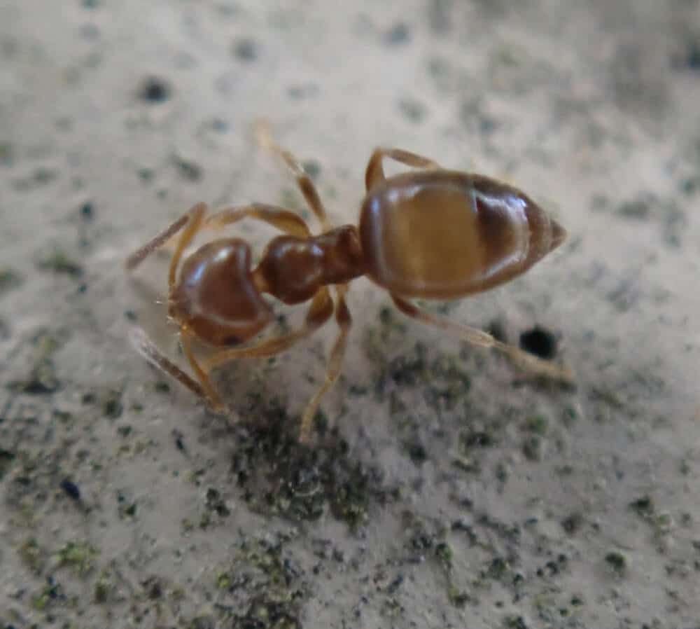 18 Common Ants In Florida Pictures And Identification   Brachymyrmex Obscurior 