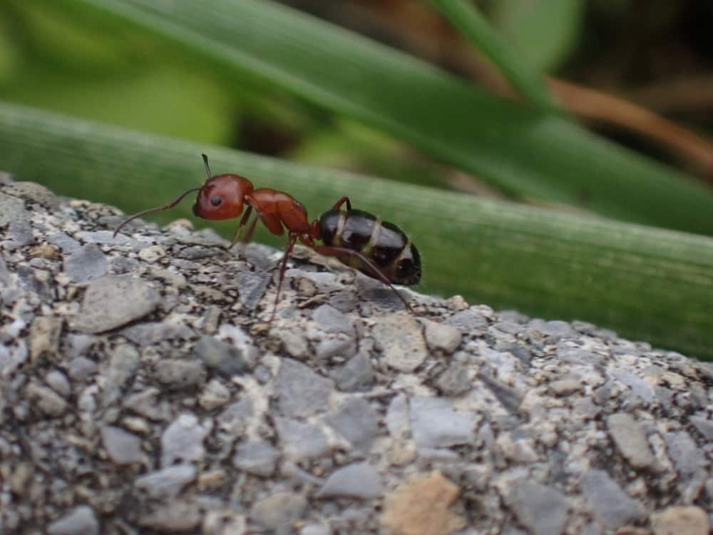 Camponotus decipiens