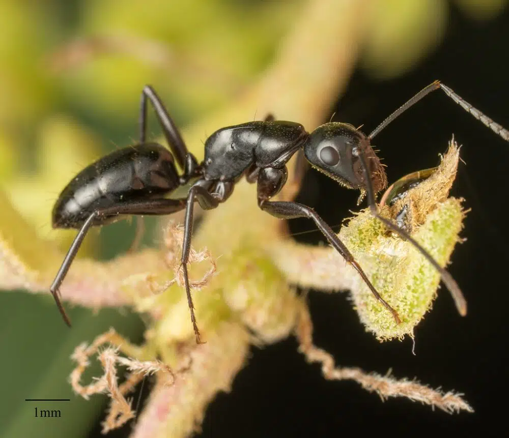 Camponotus laevigatus