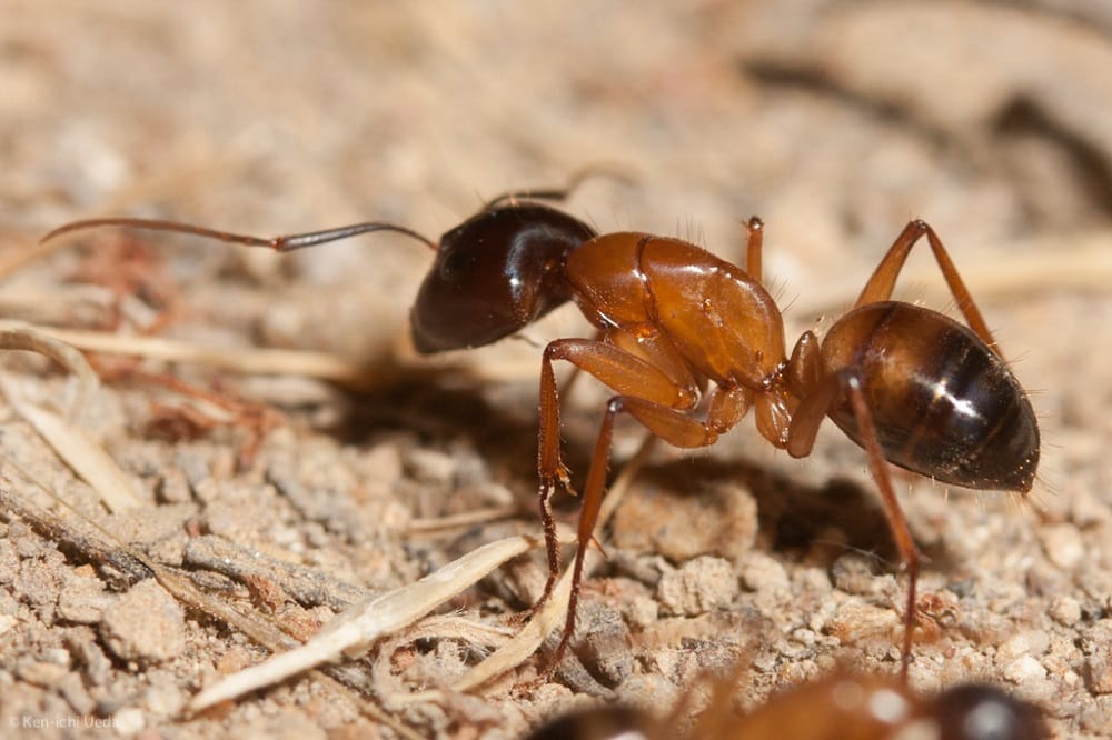 Camponotus sansabeanus