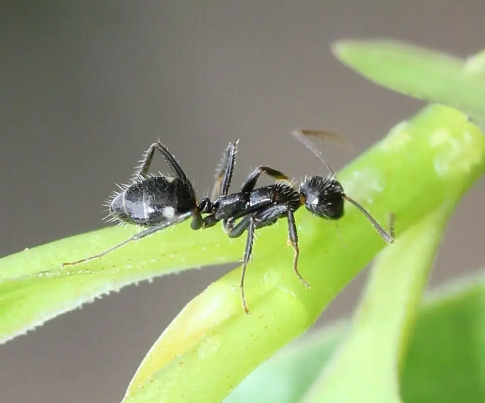 Camponotus sexguttatus