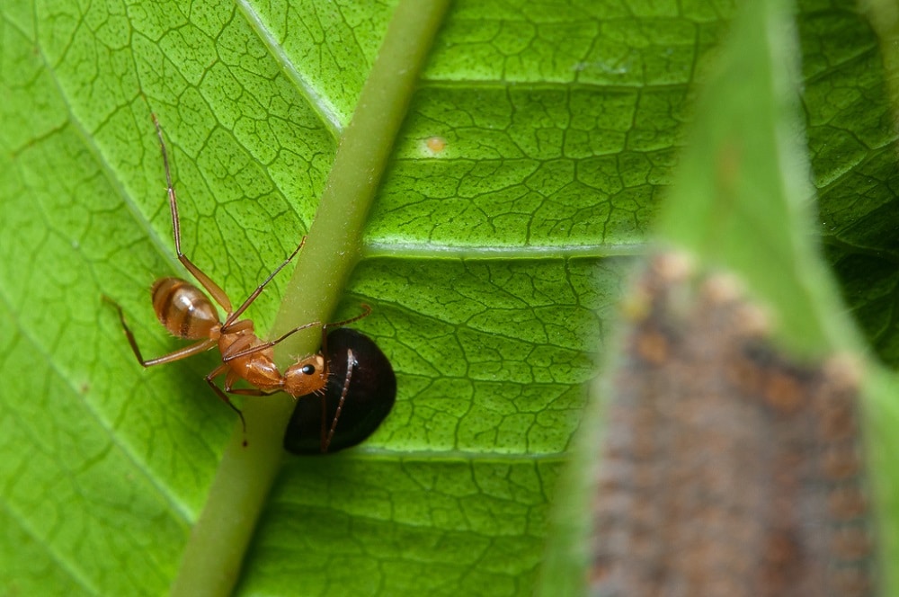 Camponotus zonatus