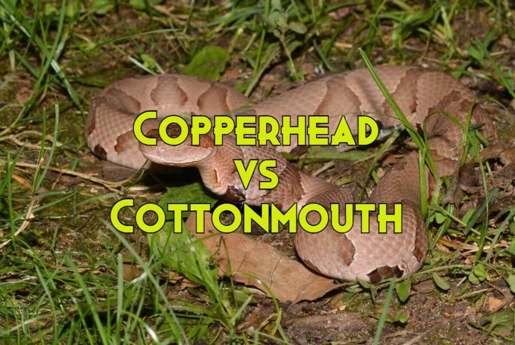 Copperhead Vs Cottonmouth